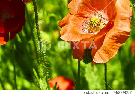 Red scarlet poppies and green grass close-up in sunny day 96829097