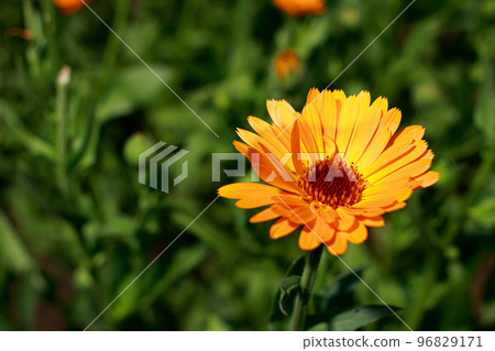 Calendula flower close-up. Medicinal flowers, herbal medicine. With place for text for the banner. Calendula flower close-up. Medicinal flowers, herbal medicine. With place for text for the banner. 96829171