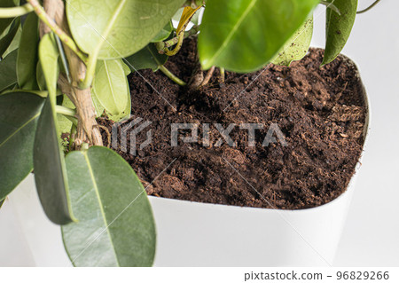 Home plant flower in a pot. Soil for planting houseplant jasmine stephanotis. Macro close-up photo 96829266