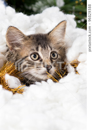 A cat is preparing for Christmas and New Year, looks away hiding in tinsel and snow. Vertical card place for text. 96829388