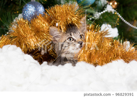 New Year Cat. Little striped gray kitten in soft snow and tinsel looks away with place for text. New Year Cat. Little striped gray kitten in soft snow and tinsel looks away with place for text. 96829391
