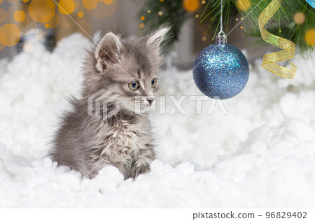 Christmas cat. A small gray kitten plays in the snow with a blue ball. With space for text copy space. 96829402