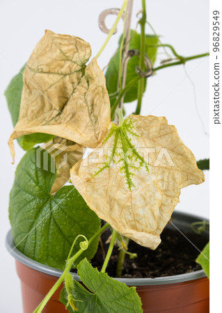 Dried leaves on cucumbers. Improper care of indoor cucumbers when grown at home in pots 96829549