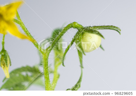 Growing tomatoes from seeds, step by step. Step 11 - First Flowers and First Tomato 96829605