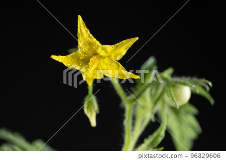 Growing tomatoes from seeds, step by step. Step 11 - First Flowers and First Tomato 96829606