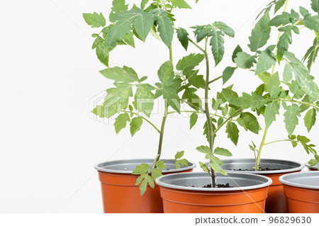 Growing tomatoes from seeds, step by step. Step 10 - seedlings grow in pots 96829630