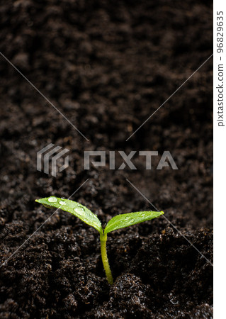 Growing peppers from seeds. Step 5 - the sprout has grown. 96829635