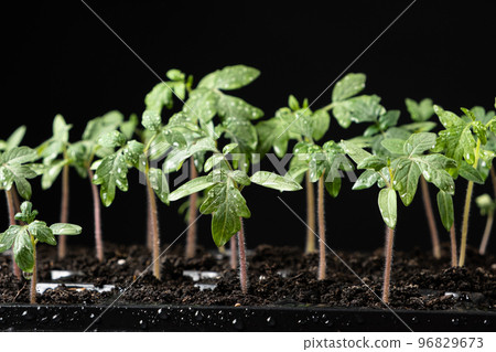 Growing tomatoes from seeds, step by step. Step 7 - the sprouts have grown. 96829673