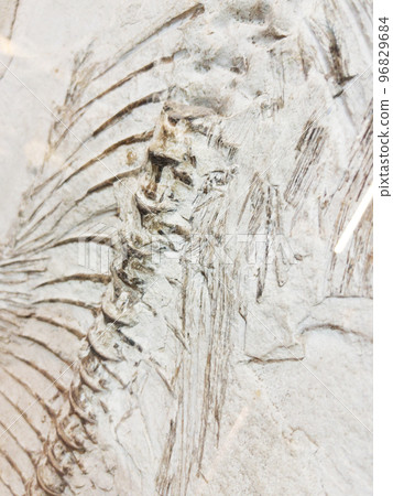 Skeleton fossil of prehistoric fish in museum Skeleton fossil of prehistoric fish in museum 96829684