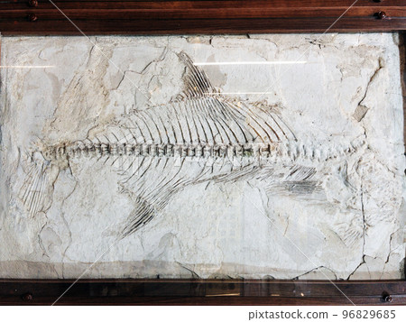 Skeleton fossil of prehistoric fish in museum Skeleton fossil of prehistoric fish in museum 96829685