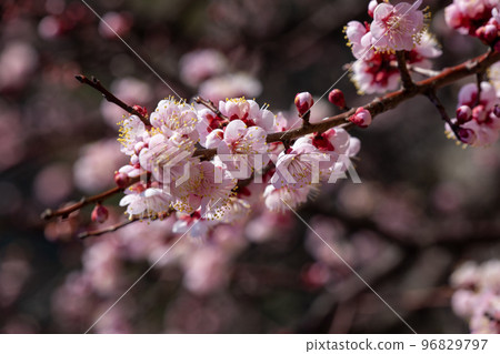 Flower petals in full bloom Flower petals in full bloom 96829797