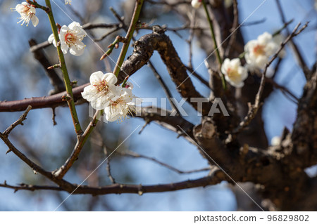 梅花 96829802