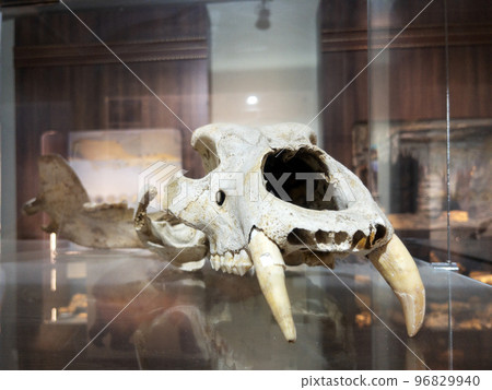 The skull of an ancient predatory animal in the museum on a glass shelf 96829940