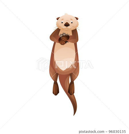 Sea Otter as Marine Mammal and Aquatic Creature with Brown Coat and Long Tail Holding Urchins Vector Illustration Sea Otter as Marine Mammal and Aquatic Creature with Brown Coat and Long Tail Holding Urchins Vector Illustration 96830135