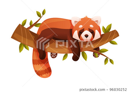 Adorable Red Panda as Small Fluffy Mammal with Dense Reddish-brown Fur and Ringed Tail Lying on Tree Branch Vector Illustration Adorable Red Panda as Small Fluffy Mammal with Dense Reddish-brown Fur and Ringed Tail Lying on Tree Branch Vector Illustration 96830252