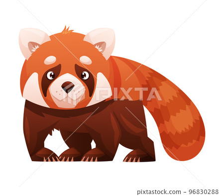 Adorable Red Panda as Small Fluffy Mammal with Dense Reddish-brown Fur and Ringed Tail Standing Vector Illustration Adorable Red Panda as Small Fluffy Mammal with Dense Reddish-brown Fur and Ringed Tail Standing Vector Illustration 96830288