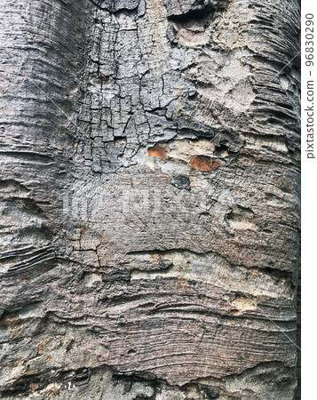 Tree Bark like Elephant 96830290