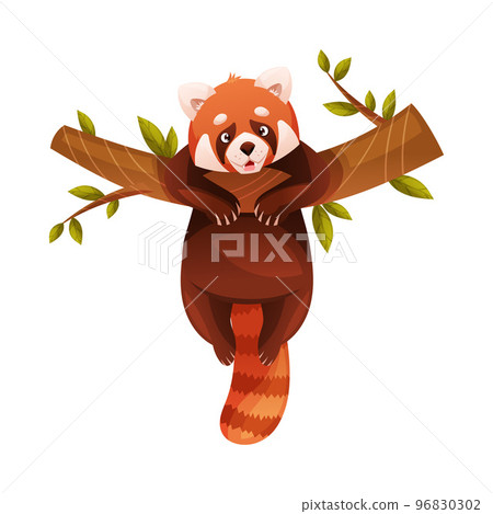Adorable Red Panda as Small Fluffy Mammal with Dense Reddish-brown Fur and Ringed Tail Hanging on Tree Branch Vector Illustration Adorable Red Panda as Small Fluffy Mammal with Dense Reddish-brown Fur and Ringed Tail Hanging on Tree Branch Vector Illustration 96830302