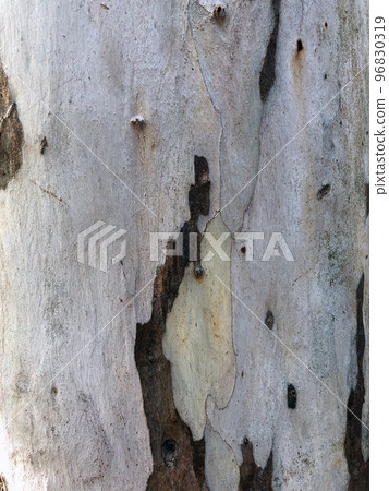 White Tree Bark 96830319