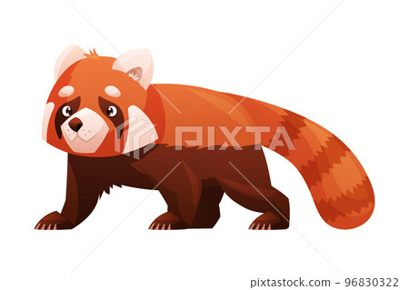 Adorable Red Panda as Small Fluffy Mammal with Dense Reddish-brown Fur and Ringed Tail Walking Vector Illustration Adorable Red Panda as Small Fluffy Mammal with Dense Reddish-brown Fur and Ringed Tail Walking Vector Illustration 96830322