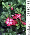 Pink Flowers Green Leaf 96830436