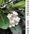 White Flowers Green Leaf 96830438