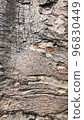 Wooden Texture Grey Tree 96830449