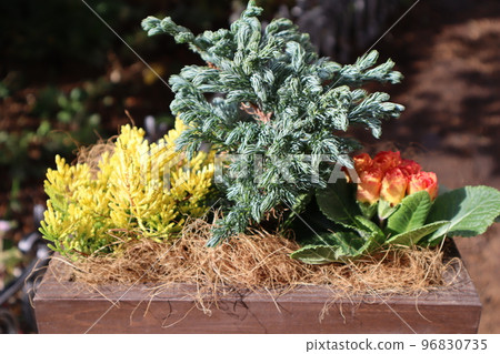 多花報春花群植花卉 多花報春花群植花卉 96830735