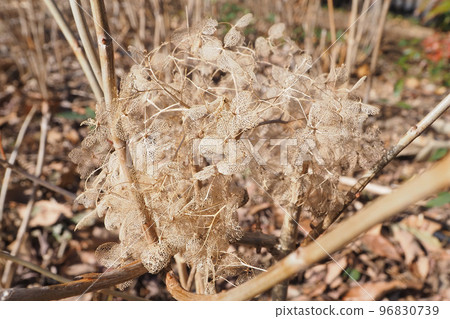 Winter hydrangea flower (Annabelle) Winter hydrangea flower (Annabelle) 96830739