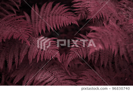 Natural background in the color of the year 2023 Viva Magenta Natural background in the color of the year 2023 Viva Magenta 96830740