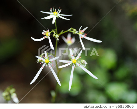 與 daimonjisou (daimonjisou) 的風景 與 daimonjisou (daimonjisou) 的風景 96830866