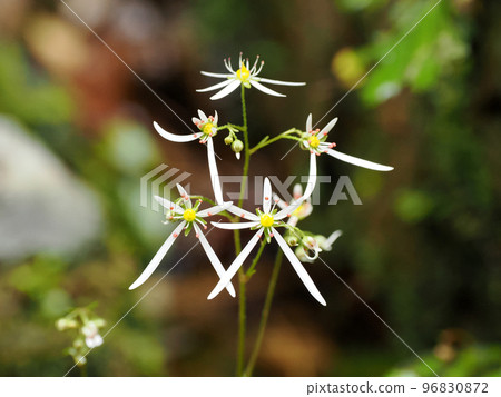 與 daimonjisou (daimonjisou) 的風景 96830872