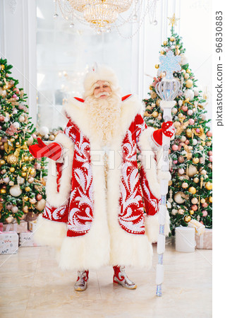 actor in red traditional Father Frost costume in room with christmas trees actor in red traditional Father Frost costume in room with christmas trees 96830883
