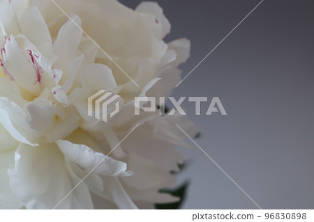 灰色背景上的白牡丹 96830898