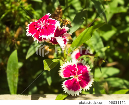 closeup portrait of a flower dianthus chinensis, japanese carnation 96831151