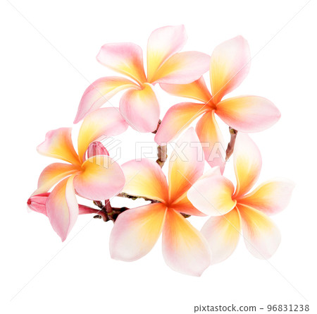 Pink  white plumeria, frangipani flowers isolated on white background.  Hawai flowers look and sweet. 96831238