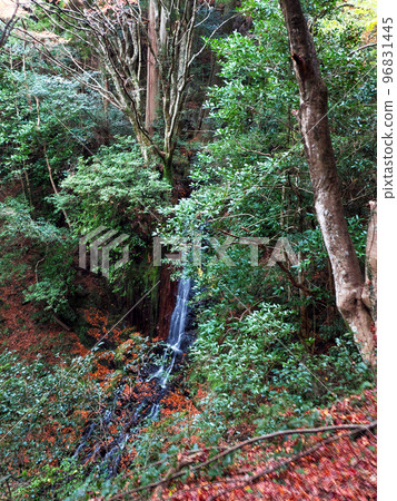 Tenjin Falls with beautiful autumn leaves (Tokuchi Sabagouchi, Yamaguchi City) 96831445