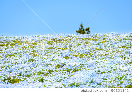 Nemophila flower garden "Flower garden scenery in the countryside against the spring sky" (Tourist attraction: Matsumoto Azalea Garden) Omura City, Nagasaki Prefecture Nemophila flower garden "Flower garden scenery in the countryside against the spring sky" (Tourist attraction: Matsumoto Azalea Garden) Omura City, Nagasaki Prefecture 96831541