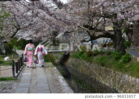 日本京都 哲學家之路 盛開的櫻花和溪流 飄落的花瓣順著花筏飄落 兩個穿著和服的女人 96831657