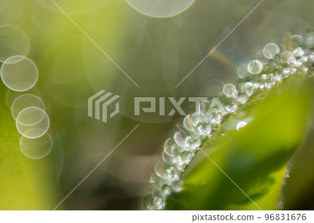 閃亮的光環 草葉上的晨露 閃亮的光環 草葉上的晨露 96831676
