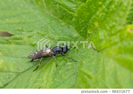 Rurimizuabu Rurimizuabu 96831677