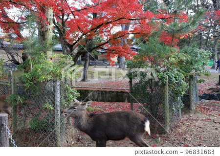 奈良公園秋葉 奈良公園秋葉 96831683