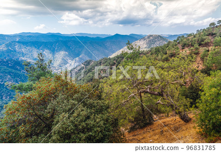 Troodos mountain range of the island of Cyprus overgrown with pine forest Troodos mountain range of the island of Cyprus overgrown with pine forest 96831785