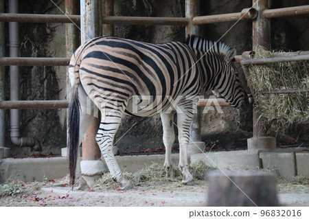 Zoo scenery with Chapman's zebra turning its back and eating 96832016