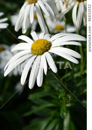 哈馬菊花 96832032