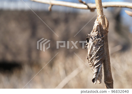 kind of bagworm kind of bagworm 96832040