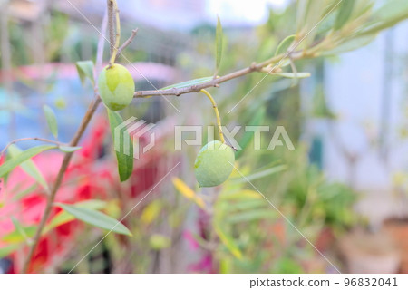 Still green olives growing at home Still green olives growing at home 96832041