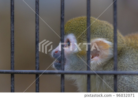 Tokyo/Edogawa/Squirrel Monkey 96832071