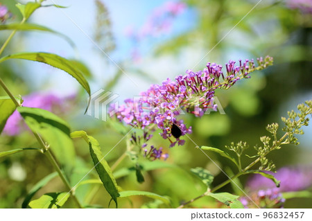 Buddha flower Buddha flower 96832457