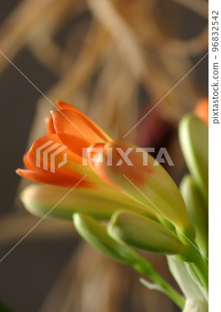 Cute orchid flowers and buds close-up composition Cute orchid flowers and buds close-up composition 96832542